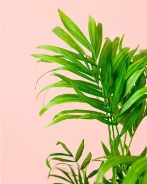palma-areca-hoja