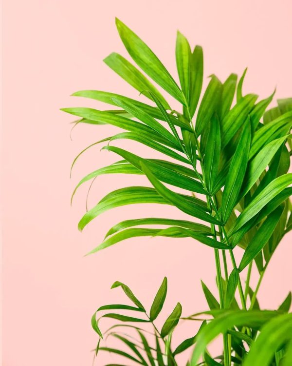chamaedorea elegans m hoja