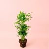 chamaedorea elegans m