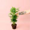 chamaedorea elegans m planta