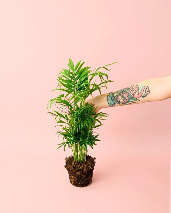 chamaedorea elegans m planta