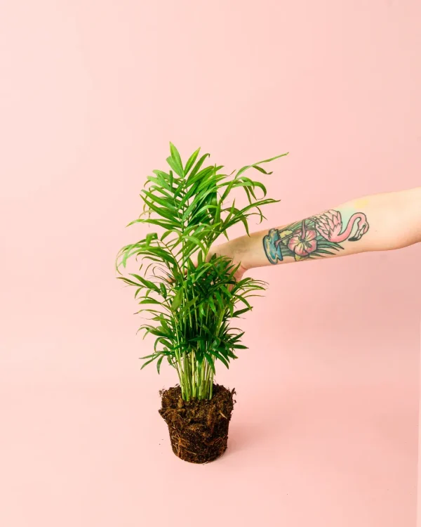 palma-areca-m-planta