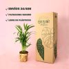 palma areca packaging