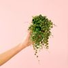peperomia-mini-prostrata-bebe-planta