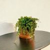 peperomia prostrata-contexto