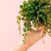 peperomia-prostrata-hoja