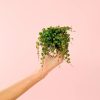 peperomia-prostrata-mini
