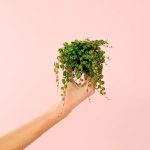 peperomia-prostrata-mini