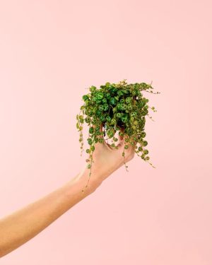 peperomia-prostrata-mini