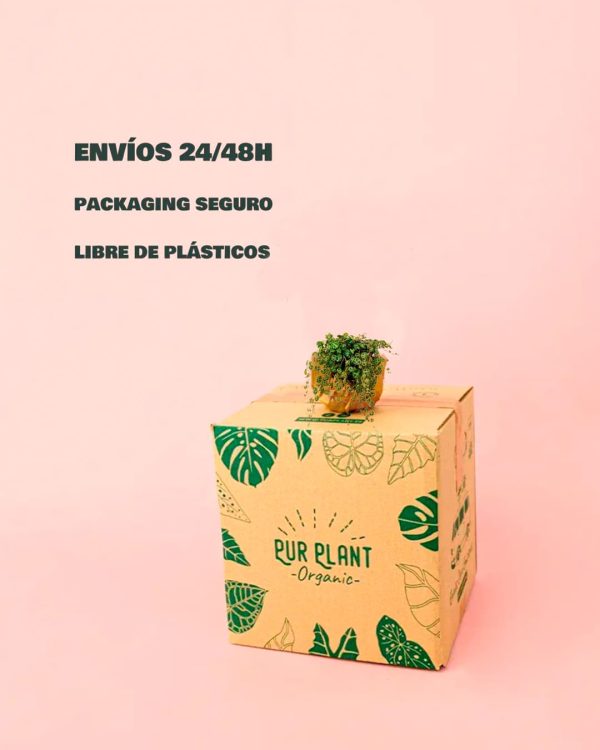 peperomia prostrata-packaging