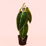 philodendron Melanochrysum