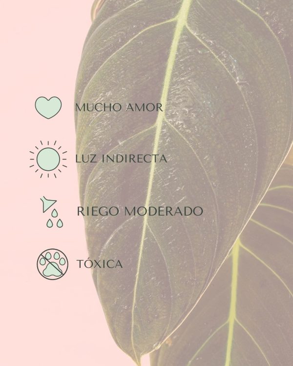 philodendron Melanochrysum cuidados