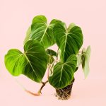 philodendron-gloriosum