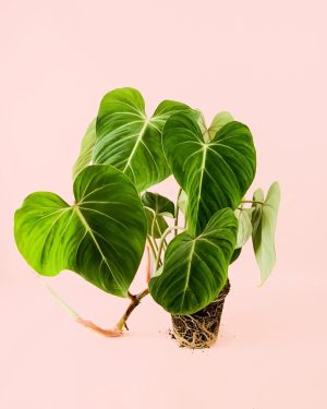 philodendron-gloriosum