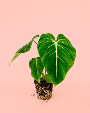 philodendron-gloriosum