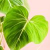 philodendron-gloriosum-hoja