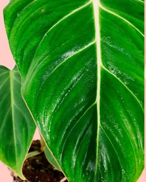 philodendron-gloriosum-hoja