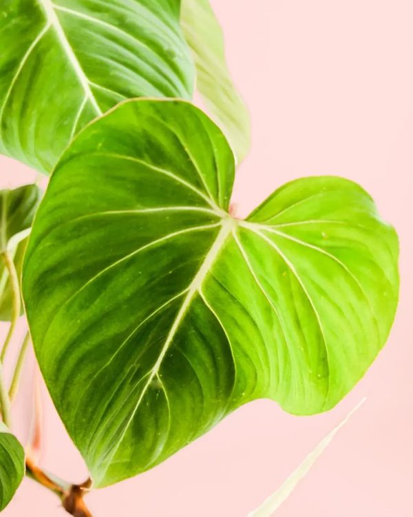 philodendron-gloriosum-hoja