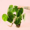philodendron-gloriosum-planta