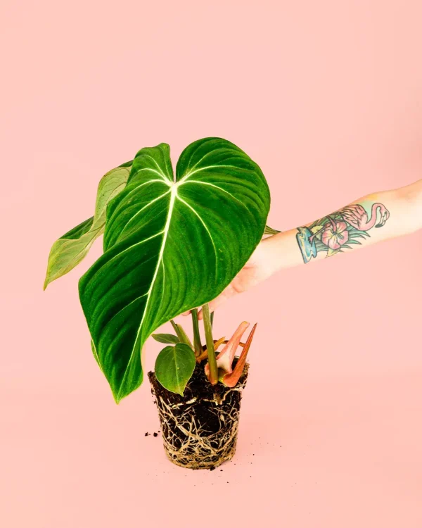 philodendron-gloriosum-planta