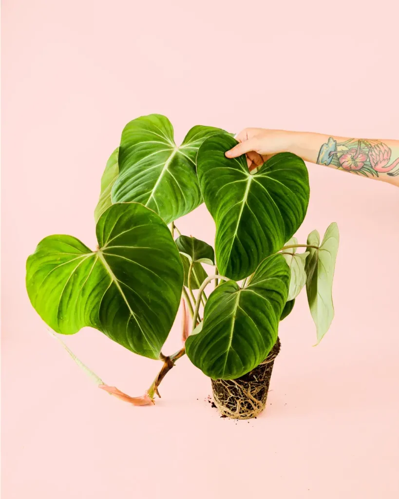 philodendron-gloriosumplanta