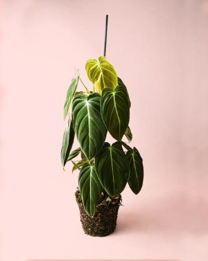 philodendron-melanochrysum