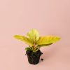 philodendron-moonshine