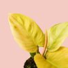 philodendron-moonshine-hoja