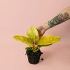 philodendron-moonshine-planta