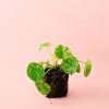 pilea-mojito