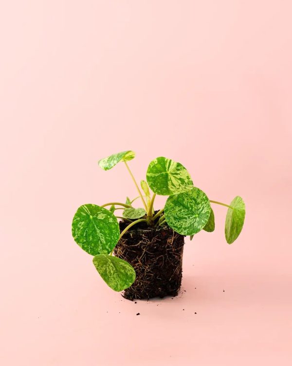 pilea-mojito