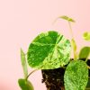 pilea-mojito-hoja