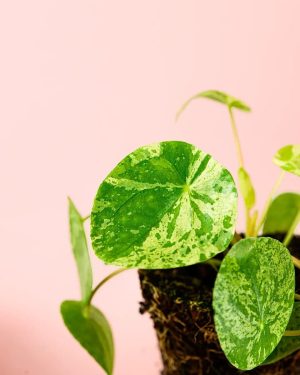 pilea-mojito-hoja