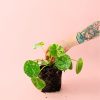pilea-mojito-planta