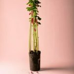 planta con grosellas rojas