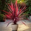 planta cordyline terraza