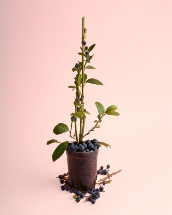 planta de arandanos