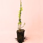 planta de arandanos azules