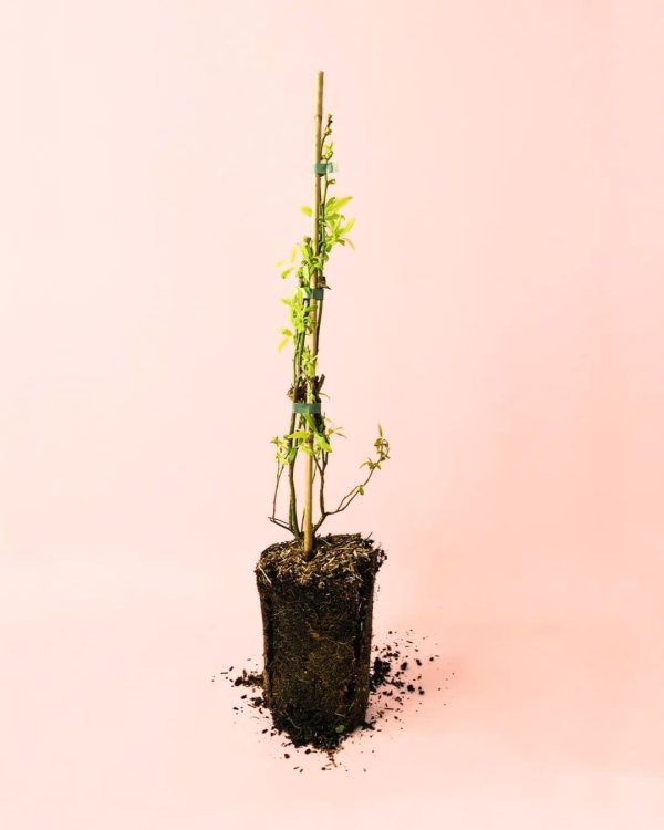 planta de arandanos azules
