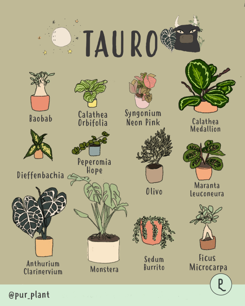 plantas-tauro