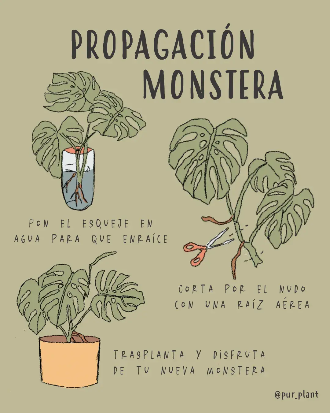 propagacion-monstera