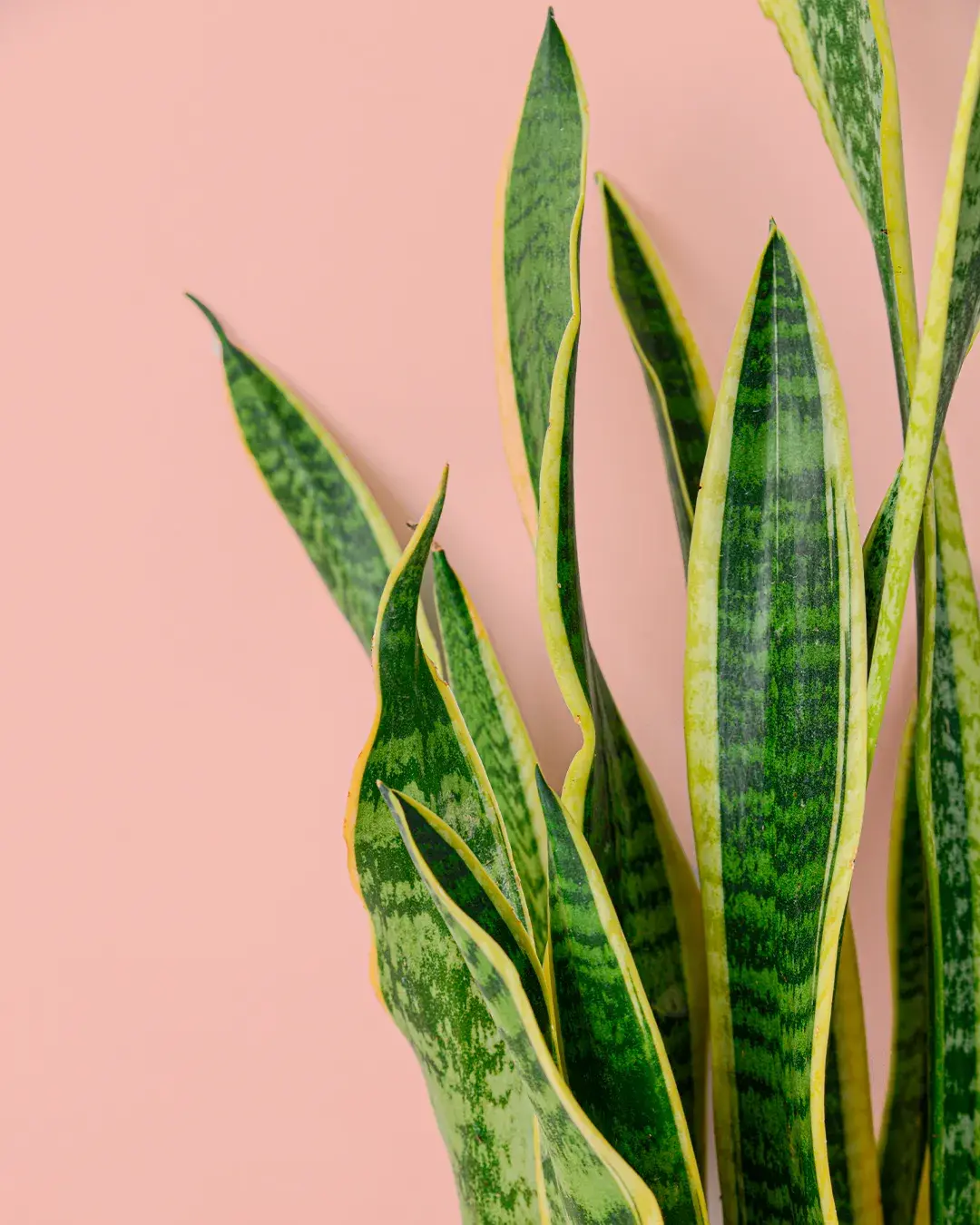 sansevieria-hojas
