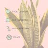 sansevieria-trifasciata-cuidados