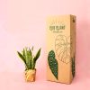 sansevieria trifasciata-envios seguros