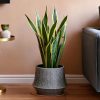 sansevieria-trifasciata-snake-plant-salon-contexto