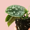 scindapsus-pictus-mini-hoja