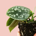 scindapsus-pictus-mini-hoja