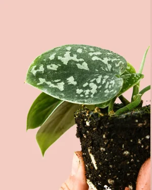 scindapsus-pictus-mini-hoja