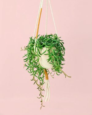 senecio banana colgante