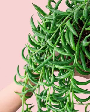 senecio banana detalle